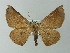  ( - BC ZSM Lep 57325)  @13 [ ] CreativeCommons - Attribution Non-Commercial Share-Alike (2012) Axel Hausmann/Bavarian State Collection of Zoology (ZSM) SNSB, Zoologische Staatssammlung Muenchen