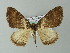  ( - BC ZSM Lep 57328)  @11 [ ] CreativeCommons - Attribution Non-Commercial Share-Alike (2012) Axel Hausmann/Bavarian State Collection of Zoology (ZSM) SNSB, Zoologische Staatssammlung Muenchen