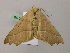  ( - BC ZSM Lep 57330)  @14 [ ] CreativeCommons - Attribution Non-Commercial Share-Alike (2012) Axel Hausmann/Bavarian State Collection of Zoology (ZSM) SNSB, Zoologische Staatssammlung Muenchen