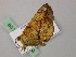  ( - BC ZSM Lep 57333)  @13 [ ] CreativeCommons - Attribution Non-Commercial Share-Alike (2012) Axel Hausmann/Bavarian State Collection of Zoology (ZSM) SNSB, Zoologische Staatssammlung Muenchen