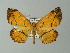  (Garaeus AH02Ch - BC ZSM Lep 57333)  @14 [ ] CreativeCommons - Attribution Non-Commercial Share-Alike (2012) Axel Hausmann/Bavarian State Collection of Zoology (ZSM) SNSB, Zoologische Staatssammlung Muenchen