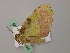  ( - BC ZSM Lep 57334)  @12 [ ] CreativeCommons - Attribution Non-Commercial Share-Alike (2012) Axel Hausmann/Bavarian State Collection of Zoology (ZSM) SNSB, Zoologische Staatssammlung Muenchen