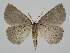  (Amelora crenulata - BC EF Lep 03463)  @13 [ ] Copyright (2013) Egbert Friedrich Research Collection Egbert Friedrich