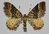  (Chrysolarentia euphileta - BC EF Lep 04415)  @15 [ ] Copyright (2013) Egbert Friedrich Research Collection Egbert Friedrich