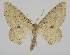  (Poecilasthena aedaea - BC EF Lep 04573)  @14 [ ] Copyright (2013) Egbert Friedrich Research Collection Egbert Friedrich