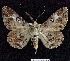  ( - BC ZSM Lep 62963)  @14 [ ] Copyright (2012) Axel Hausmann/Bavarian State Collection of Zoology (ZSM) SNSB, Zoologische Staatssammlung Muenchen