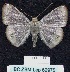  (Tasta MS01 - BC ZSM Lep 62975)  @13 [ ] Copyright (2012) Axel Hausmann/Bavarian State Collection of Zoology (ZSM) SNSB, Zoologische Staatssammlung Muenchen