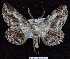  ( - BC ZSM Lep 62989)  @12 [ ] Copyright (2012) Axel Hausmann/Bavarian State Collection of Zoology (ZSM) SNSB, Zoologische Staatssammlung Muenchen