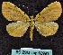  ( - BC ZSM Lep 62991)  @12 [ ] Copyright (2012) Axel Hausmann/Bavarian State Collection of Zoology (ZSM) SNSB, Zoologische Staatssammlung Muenchen