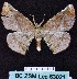  ( - BC ZSM Lep 63021)  @12 [ ] Copyright (2012) Axel Hausmann/Bavarian State Collection of Zoology (ZSM) SNSB, Zoologische Staatssammlung Muenchen