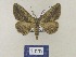  ( - BMB Lep 00663)  @13 [ ] Bernd Müller / ZSM (2012) Bernd Muller SNSB, Zoologische Staatssammlung Muenchen