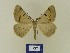  (Itame lycioidaria - BMB Lep 00683)  @14 [ ] Bernd Müller / ZSM (2012) Bernd Muller SNSB, Zoologische Staatssammlung Muenchen