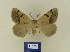  (Itame mrassinaria - BMB Lep 00684)  @13 [ ] Bernd Müller / ZSM (2012) Bernd Muller SNSB, Zoologische Staatssammlung Muenchen