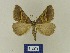  (Perigune binaevata fraternaria - BMB Lep 00685)  @13 [ ] Bernd Müller / ZSM (2012) Bernd Muller SNSB, Zoologische Staatssammlung Muenchen