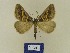  (Perigune binaevata - BMB Lep 00689)  @14 [ ] Bernd Müller / ZSM (2012) Bernd Muller SNSB, Zoologische Staatssammlung Muenchen