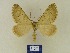  (Aplocera obsitariaJG01Tr - BMB Lep 00695)  @14 [ ] Bernd Müller / ZSM (2012) Bernd Muller SNSB, Zoologische Staatssammlung Muenchen