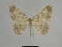  (Gnophos sibiriata - SE MNC Lep 01142)  @15 [ ] Copyright (2012) Sven Erlacher Museum Naturkunde Chemnitz