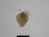  ( - SE MNC Lep 01157)  @12 [ ] Copyright (2012) Sven Erlacher Museum Naturkunde Chemnitz