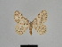  ( - SE MNC Lep 01158)  @11 [ ] Copyright (2012) Sven Erlacher Museum Naturkunde Chemnitz