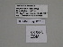  ( - SE MNC Lep 01158)  @11 [ ] Copyright (2012) Sven Erlacher Museum Naturkunde Chemnitz