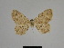  ( - SE MNC Lep 01160)  @11 [ ] Copyright (2012) Sven Erlacher Museum Naturkunde Chemnitz