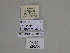  ( - SE MNC Lep 01160)  @11 [ ] Copyright (2012) Sven Erlacher Museum Naturkunde Chemnitz