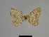  ( - SE MNC Lep 01161)  @11 [ ] Copyright (2012) Sven Erlacher Museum Naturkunde Chemnitz