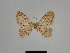  ( - SE MNC Lep 01167)  @13 [ ] Copyright (2012) Sven Erlacher Museum Naturkunde Chemnitz