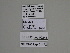  ( - SE MNC Lep 01172)  @11 [ ] Copyright (2012) Sven Erlacher Museum Naturkunde Chemnitz