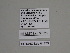  ( - SE MNC Lep 01173)  @11 [ ] Copyright (2012) Sven Erlacher Museum Naturkunde Chemnitz