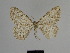  ( - SE MNC Lep 01179)  @12 [ ] Copyright (2012) Sven Erlacher Museum Naturkunde Chemnitz