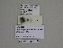  ( - SE MNC Lep 01179)  @12 [ ] Copyright (2012) Sven Erlacher Museum Naturkunde Chemnitz