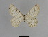  ( - SE MNC Lep 01183)  @12 [ ] Copyright (2012) Sven Erlacher Museum Naturkunde Chemnitz
