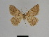  (Gnophos crosi - SE MNC Lep 01190)  @13 [ ] Copyright (2012) Sven Erlacher Museum Naturkunde Chemnitz