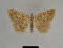  ( - SE MNC Lep 01192)  @11 [ ] Copyright (2012) Sven Erlacher Museum Naturkunde Chemnitz