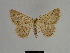  ( - SE MNC Lep 01193)  @11 [ ] Copyright (2012) Sven Erlacher Museum Naturkunde Chemnitz