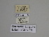  ( - SE MNC Lep 01194)  @11 [ ] Copyright (2012) Sven Erlacher Museum Naturkunde Chemnitz