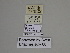 ( - SE MNC Lep 01203)  @11 [ ] Copyright (2012) Sven Erlacher Museum Naturkunde Chemnitz