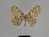  (Gnophos benepunctaria - SE MNC Lep 01264)  @12 [ ] Copyright (2012) Sven Erlacher Museum Naturkunde Chemnitz