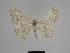  ( - SE MNC Lep 01265)  @13 [ ] Copyright (2012) Sven Erlacher Museum Naturkunde Chemnitz