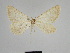  ( - SE MNC Lep 01270)  @11 [ ] Copyright (2012) Sven Erlacher Museum Naturkunde Chemnitz