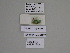  ( - SE MNC Lep 01270)  @11 [ ] Copyright (2012) Sven Erlacher Museum Naturkunde Chemnitz