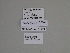  ( - SE MNC Lep 01271)  @11 [ ] Copyright (2012) Sven Erlacher Museum Naturkunde Chemnitz