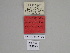  ( - SE MNC Lep 01273)  @11 [ ] Copyright (2012) Sven Erlacher Museum Naturkunde Chemnitz