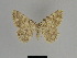  ( - SE MNC Lep 01274)  @11 [ ] Copyright (2012) Sven Erlacher Museum Naturkunde Chemnitz