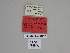  ( - SE MNC Lep 01277)  @11 [ ] Copyright (2012) Sven Erlacher Museum Naturkunde Chemnitz