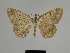  ( - SE MNC Lep 01291)  @13 [ ] Copyright (2012) Sven Erlacher Museum Naturkunde Chemnitz