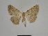  (Pseudocabera BOLD:ABW1804 - SE MNC Lep 01311)  @12 [ ] Copyright (2012) Sven Erlacher Museum Naturkunde Chemnitz