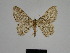  (Gnophos BOLD:ABW1805 - SE MNC Lep 01313)  @12 [ ] Copyright (2012) Sven Erlacher Museum Naturkunde Chemnitz
