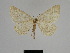  ( - SE MNC Lep 01315)  @11 [ ] Copyright (2012) Sven Erlacher Museum Naturkunde Chemnitz